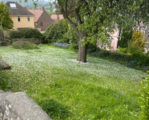 A photo of green space in Uplyme showing a grassy bank with a tree and houses in the background.